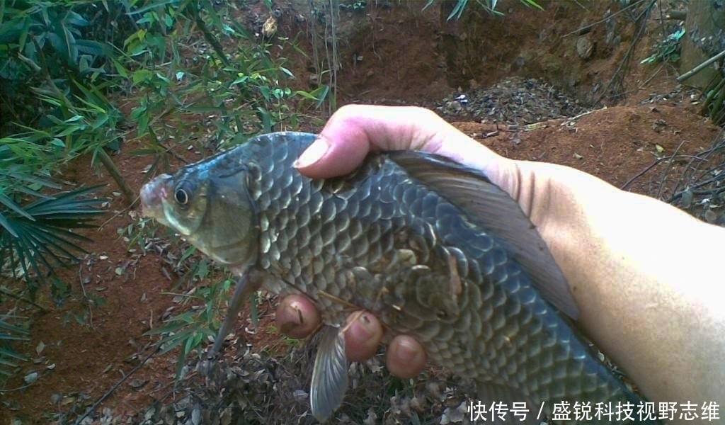 鱼口|为什么说野钓就要钓钝，这几个原因告诉你，钓钝到底有多实用