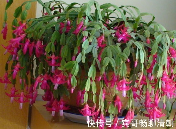 怎么让花期中的蟹爪兰接连开花满足“3要素”开不停