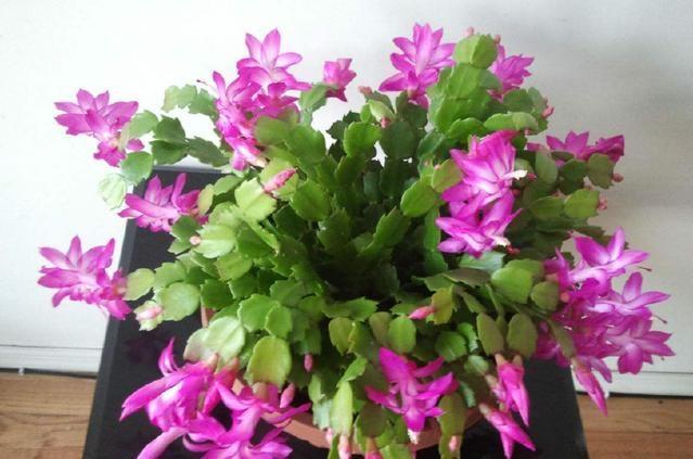 浇花水摻点它，比营养液、淘米水还肥，家里花草长得叶绿、花多