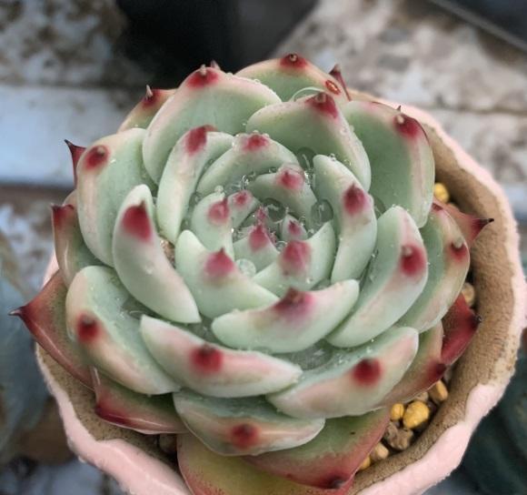 多肉植物|养了这么长时间的多肉，你有后悔吗？是不是也想要出坑了！