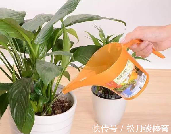 容易把花浇死的“6种水”,浇一盆死一盆,很多人都在用