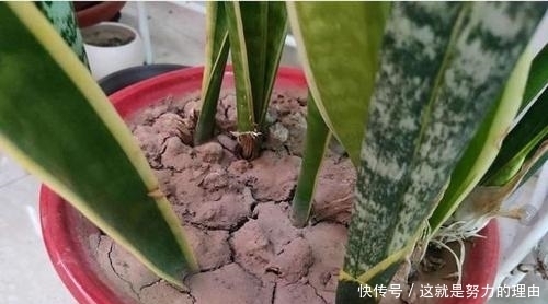 养花盆土易板结?教你几个小技巧,轻松解决,疏松肥沃,养啥旺啥