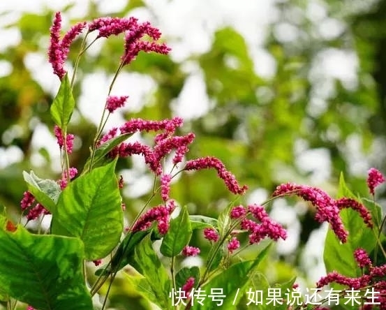 红蓼花!成束之美!难得一见!