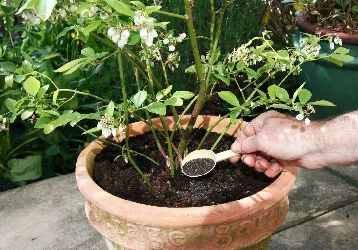 马虎|养花想要株型美,“修剪打顶”不能马虎,剪一枝,爆一枝