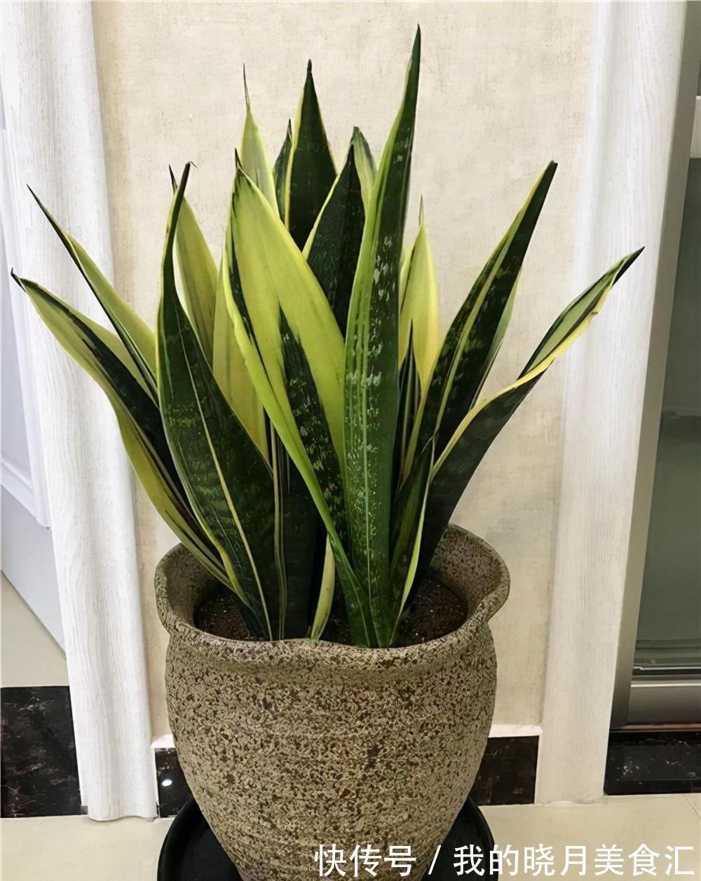 天冷后,需要“穷养”的六种花,水多易烂根,多晒爱生长