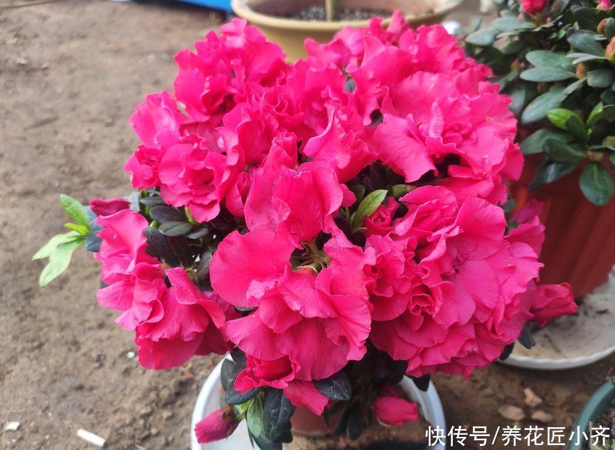 阳台养花“三大件”，其中两种不必买，可以自己做，养花更好用