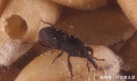米袋|米袋里为何会凭空出现虫子,你吃的每碗饭里,都可能有他们的痕迹