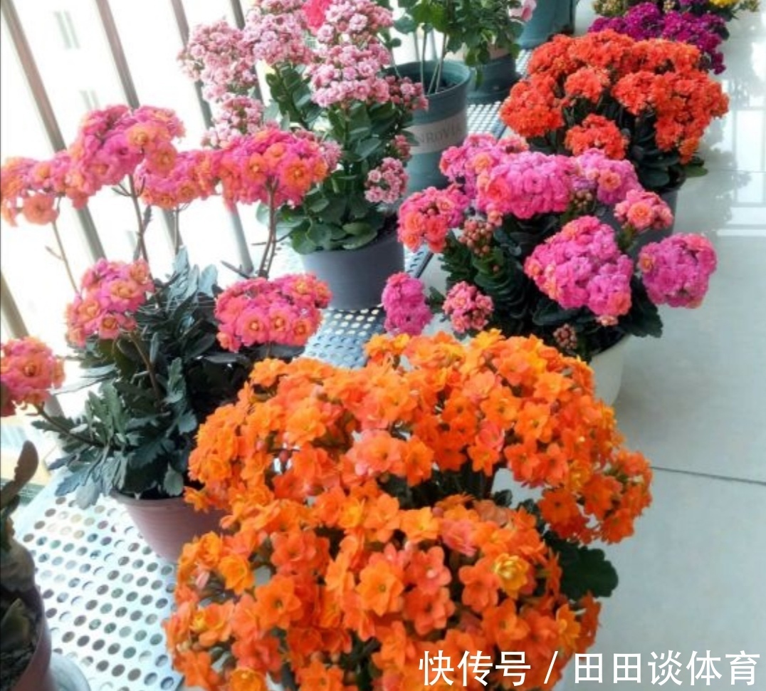 花卉|9种“吉利花”，优雅又大气，转运又富贵，养在客厅太“旺家”