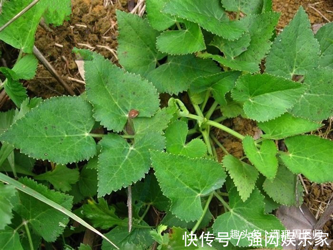 田七花田七花|女人不想被叫“黄脸婆”，常吃这4物，美容养颜，60还是少女肌