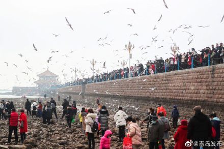 大年初一，栈桥海鸥被“喂饱了”