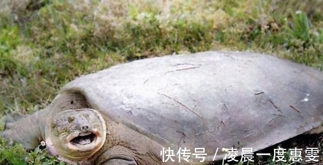 河南|河南老汉在钓到一只乌龟,背插4箭,专家你这一竿子下去18亿