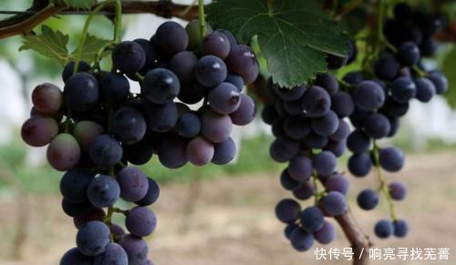 葡萄|葡萄中的贵族—夏黑葡萄,像果冻一样吸着吃