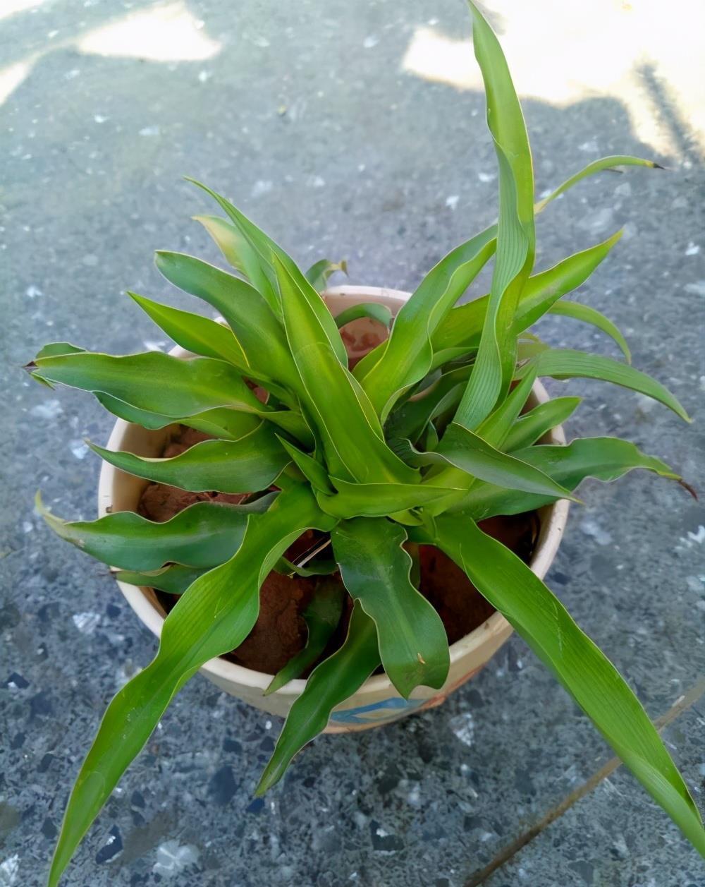 6种公认好养的懒人花,你家有几种,养护需要注意什么?