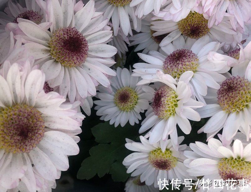 廿六|9月逛花市，6种花值得买，花量大花期长，秋冬实现“赏花自由”