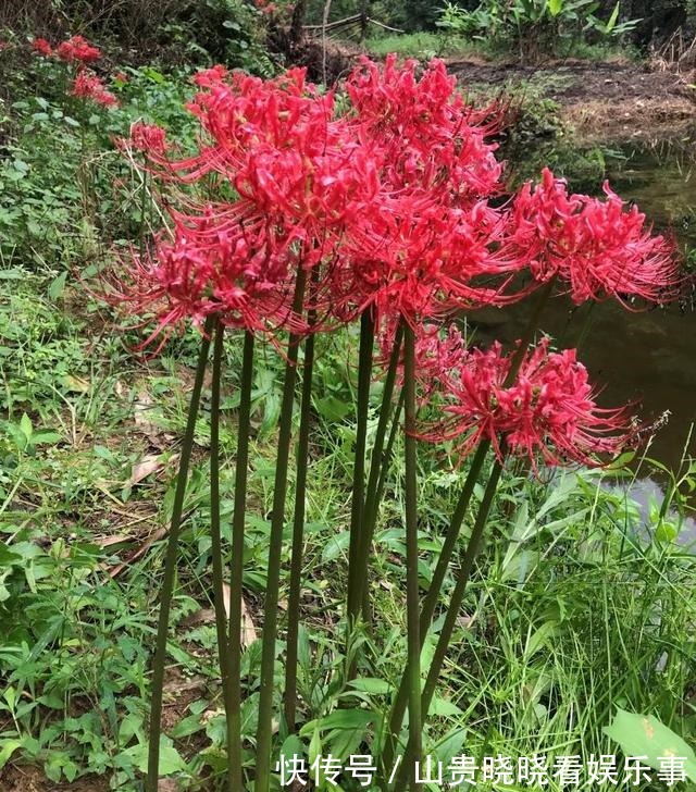 被名字耽误一生的花,好看不敢养,又叫“亡人花”,很美很凄凉