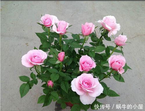 矮小|阳台也能种月季,植株矮小花量大,养一盆香飘满屋,值得拥有!