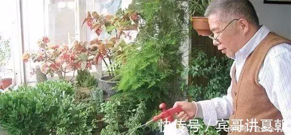 营养|盆里灌点饮料，盆土疏松有营养，10年不用换土花也长得旺