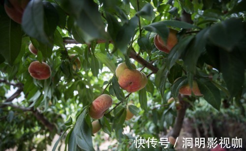 桃树#八旬夫妇住蟠桃园里,黄河就从眼前过,蟠桃熟时喊路人随便摘着吃