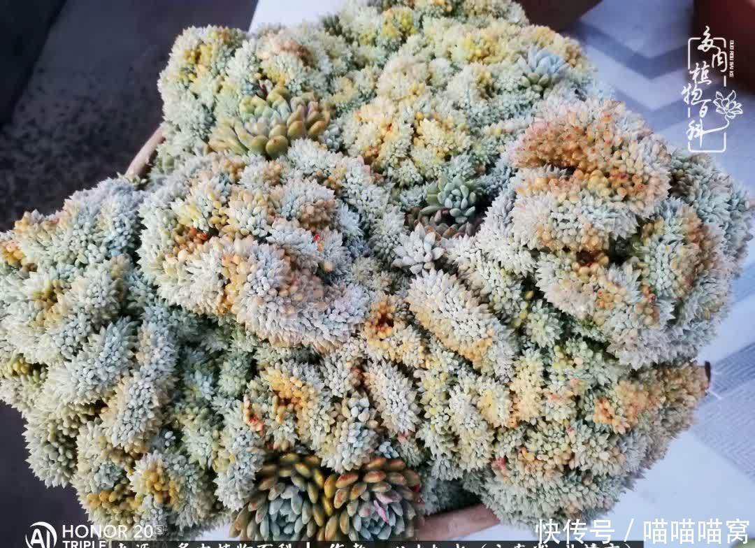 多肉|你是爱,是暖,是希望,你是人间四月天!