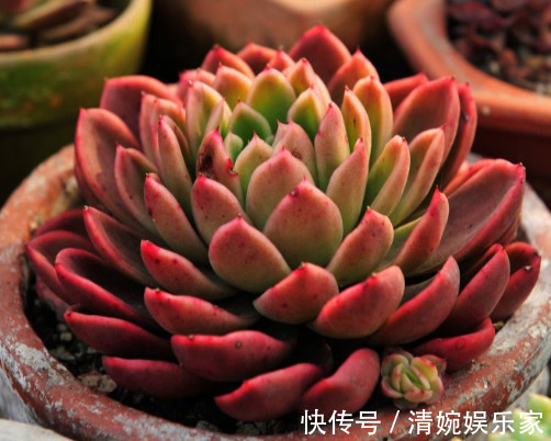 多肉玉杯东云怎么养告诉你3个小妙招，养出最美的玉杯东云