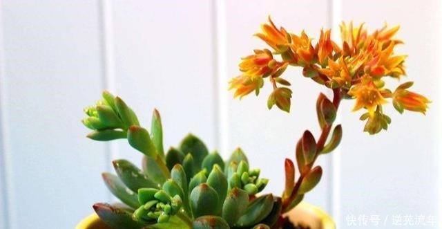 多肉胖嘟嘟，浇点磷酸二氢钾，开花变成丑瘦子！