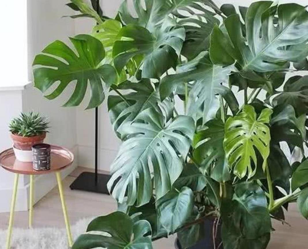 生根|养龟背竹，这个位置“切一刀”，一盆能变多盆