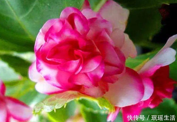 旺盛|养花就养此几款,花朵小巧玲珑,一个月不管,反而生长旺盛