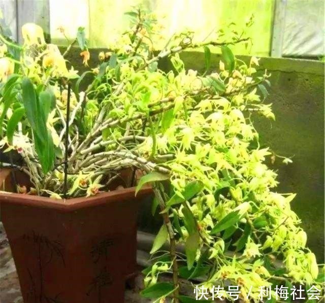 灵芝|4种“名贵中药”做盆景,一养就是30年,土豪出价“5万”都不卖!