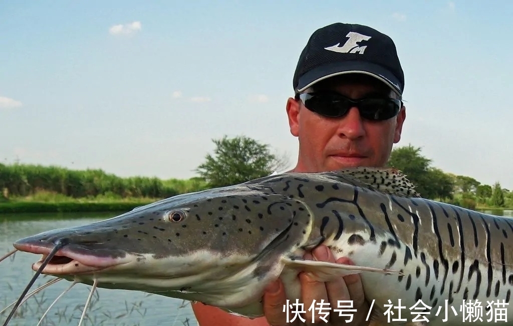 物种|珠江钓起“罕见怪鱼”，全身布满“虎皮”，可能是国家保护鱼类？