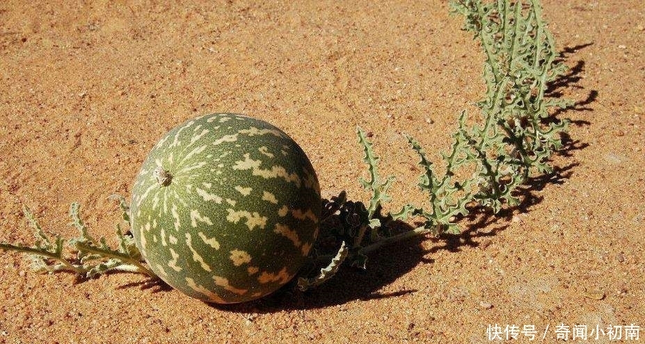 药葫芦|为什么没有人敢吃沙漠里的“西瓜”?
