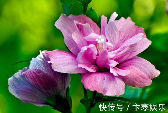 木槿|院子就养这5款植物,耐寒耐阴,一年四季开花不停,花朵烂漫,美