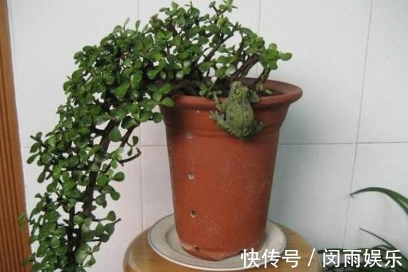 马齿觅|阳台盆栽花卉,怕难度大、开花少就养盆金枝玉叶,可赏花观叶