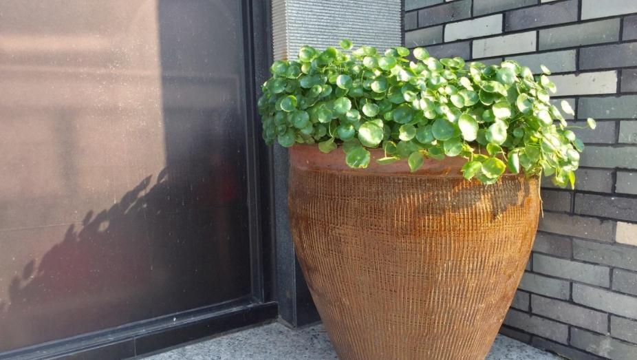 室内盆栽花草养不好？掌握这4个实用方法，养花其实并不难