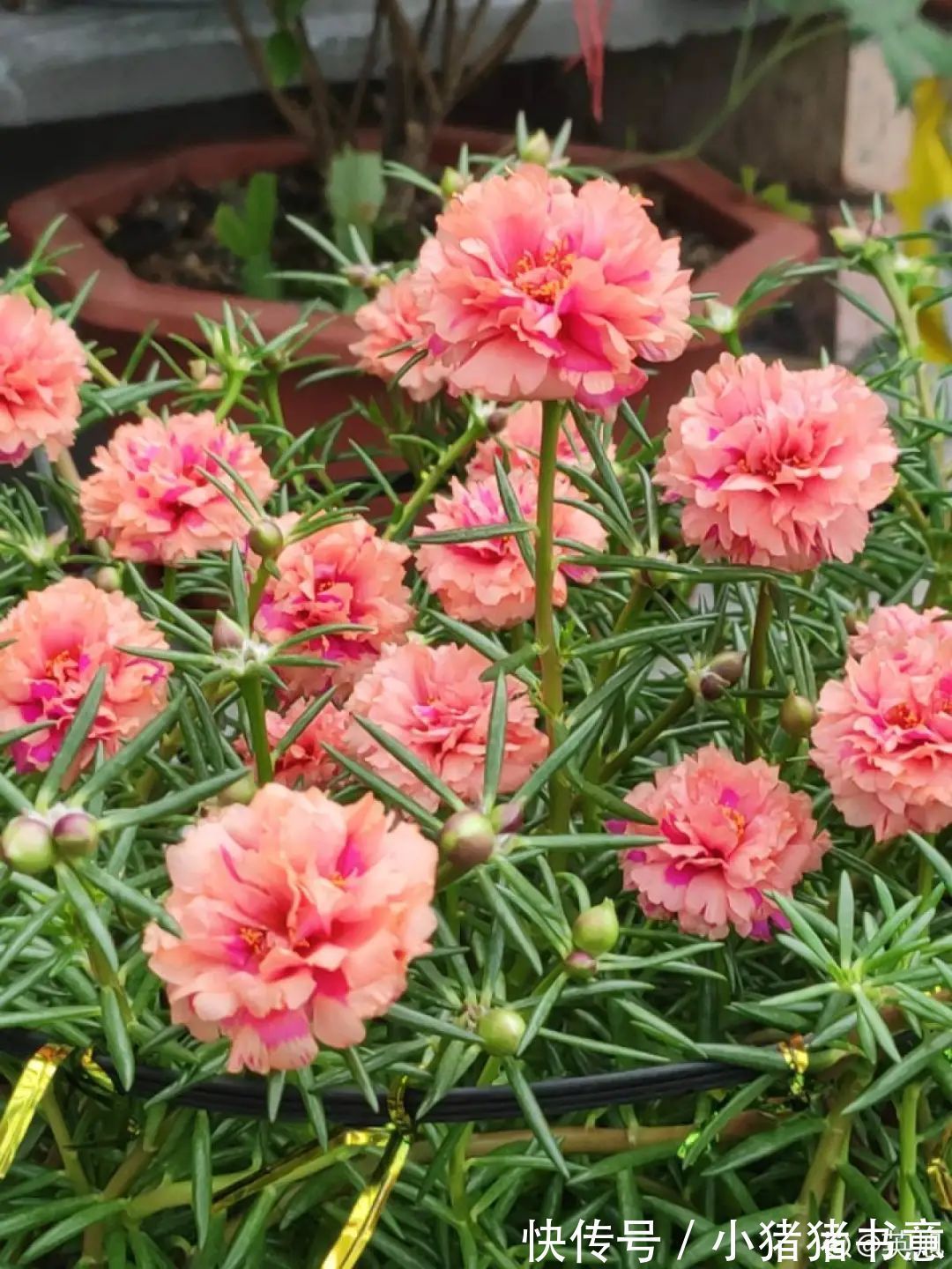 超好养的18种植物,第一名竟然是它!绿萝只能排倒数