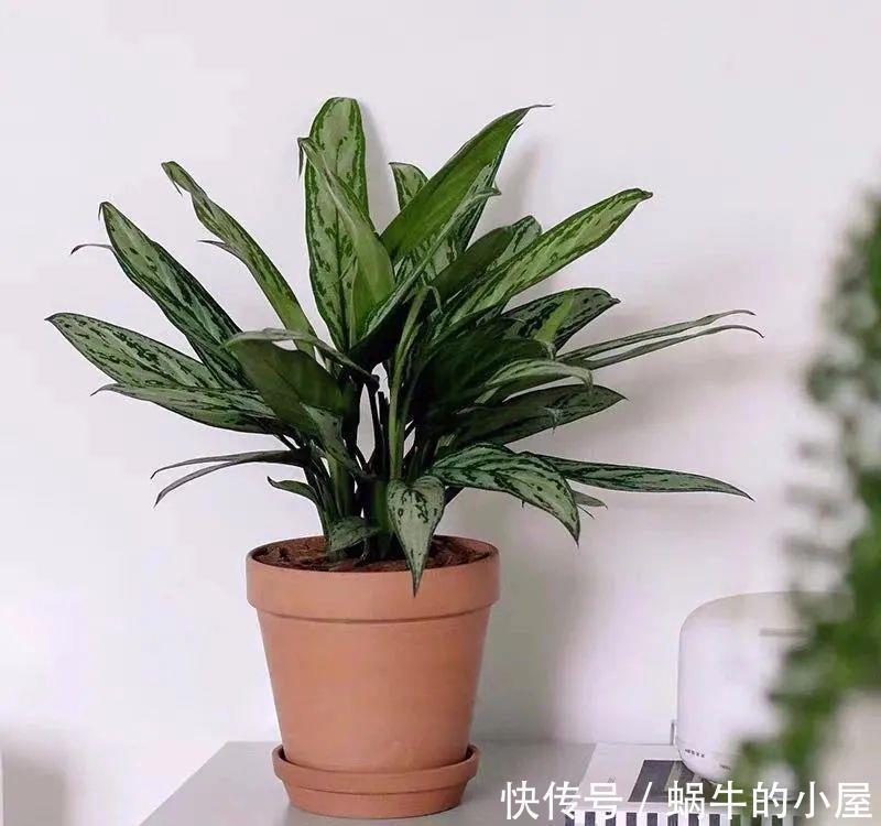 卧室养花有“三不养”,又有“三必养”,你养对了吗