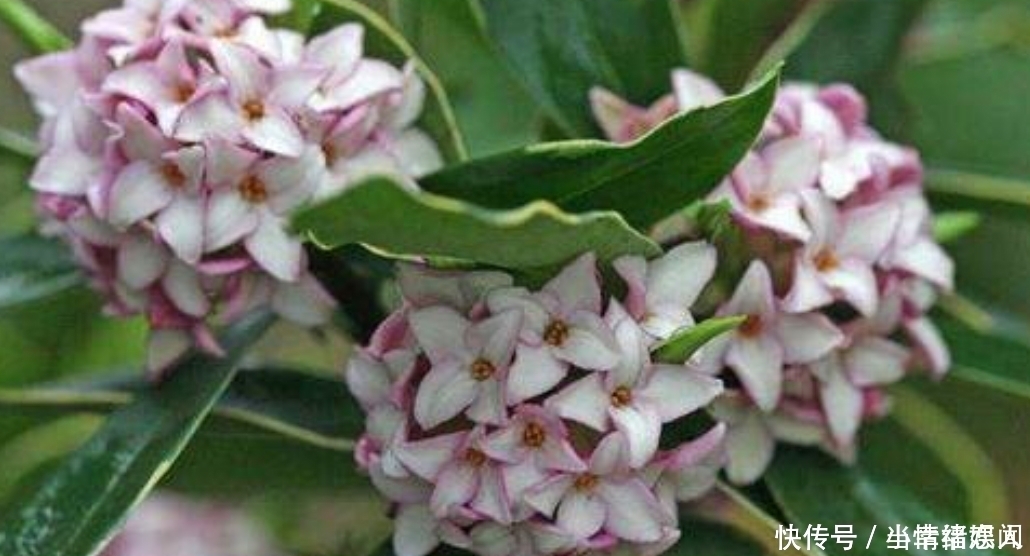 这四种花最怕过夏天，提前做好度夏保护，秋凉又开花