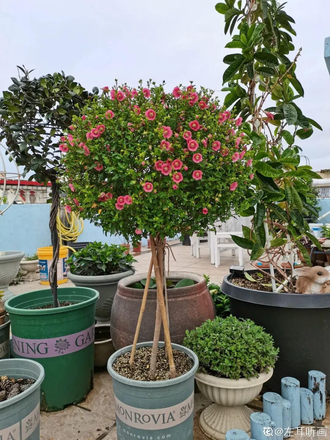 棒棒糖|从养花大神家，偷来3个爆花技巧，快学，24小时后删