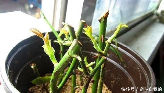 一见光|月季花扦插只需要做到这几点就好了,生根发芽超级快!
