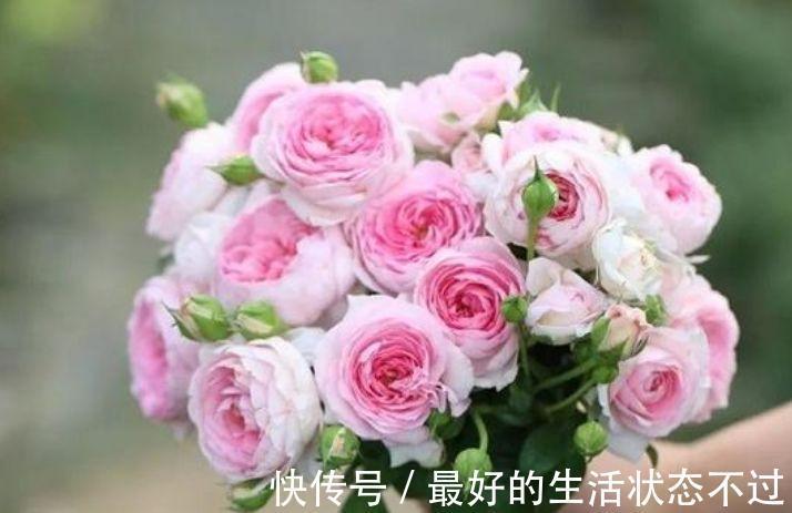 家养此款花卉，开花勤爱爆盆，直接变成小花园，花朵硕大，花期长