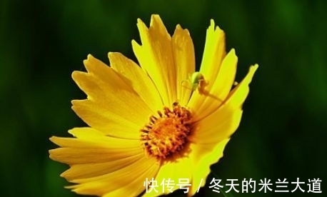 蔓生吊钟海棠|四款特色的花卉,花型独特优美,花开繁盛又迷人,枝上花苞满