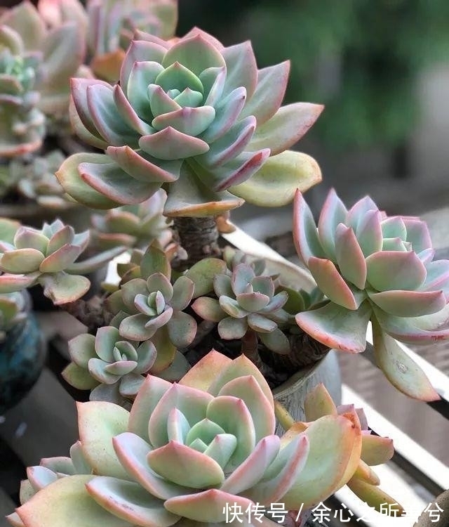 寒冬多肉常见问题叶子干瘪、花头不饱满,到了春天怎么养健壮?