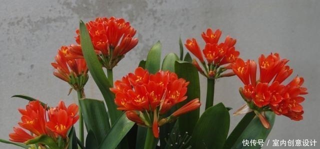 君子兰冬季养护“小妙招”,做2步,生长开花两不误,蹭蹭变群兰