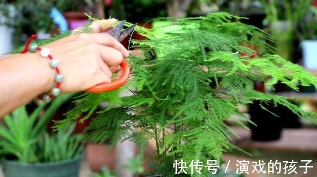 枝叶|文竹怎么养更旺盛