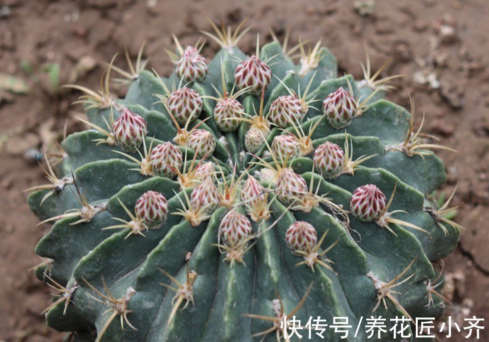 仙人球刺扎人，“拽掉”行不行？剪可以，拽不行