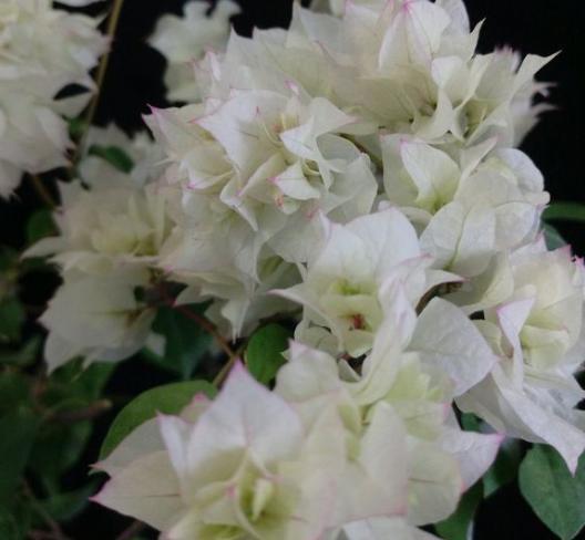 养三角梅要选对“肥料”,枝干粗壮,叶子大又深,次次开花都爆盆