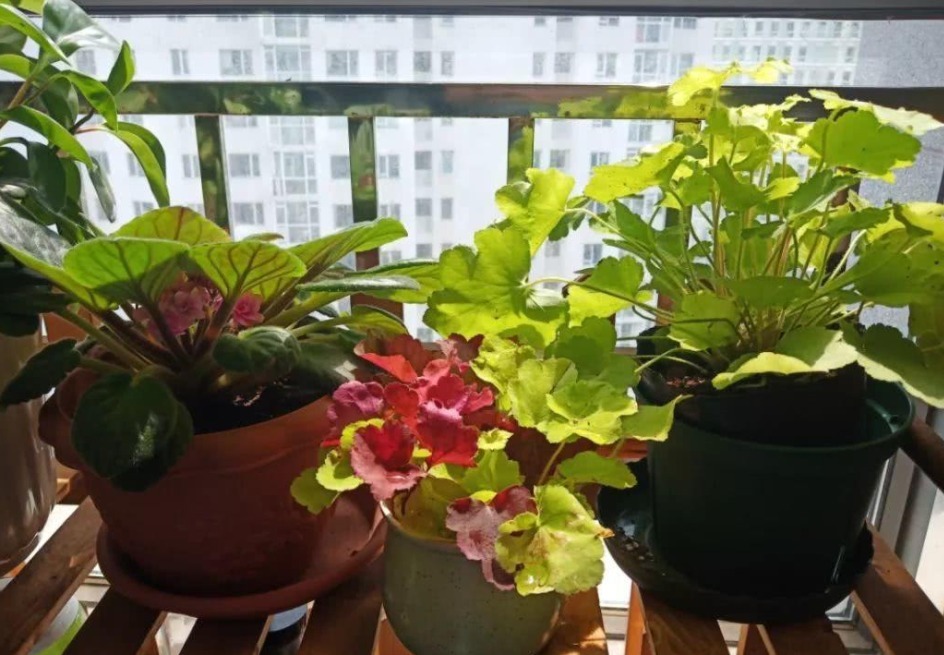 果皮|这种土是万能肥，养啥花都用得上，还不用操心烧根