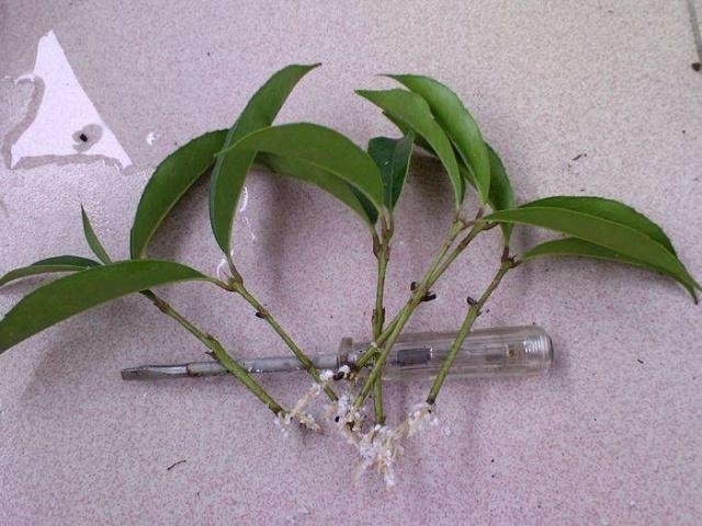 “这”5种花太贵，“掐”1片叶子，一插就活，别“白”花钱了