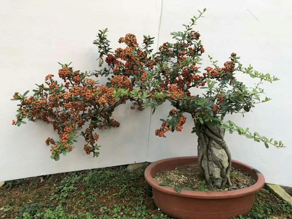 一种花叫做“吉祥果”,小时候砍了当柴烧,长大竟然变成高端盆景