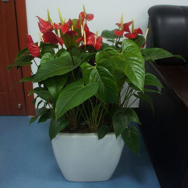 适合春季养的花，好活易爆盆，花朵很大，品种丰富