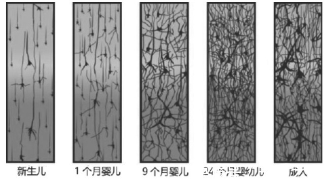 屋子|天使课堂:想培养聪明宝宝?千万别错过这两个关键时期